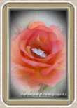 rose ring